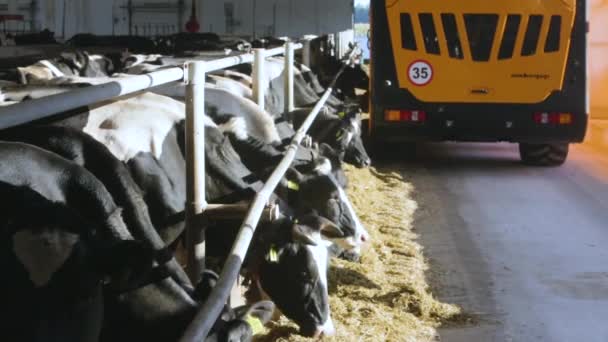 Alimentar vacas en una granja — Vídeo de stock