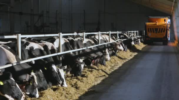 Cría de vacas en establo de ganado libre — Vídeos de Stock