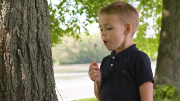 Маленький мальчик, дующий одуванчик в замедленной съемке — стоковое видео