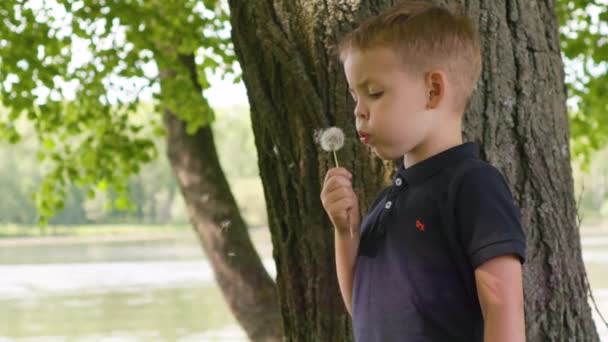 Petit garçon dans le parc d'été soufflant pissenlit au ralenti 