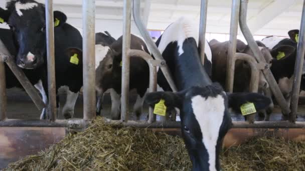 Vacas en granja comiendo — Vídeos de Stock