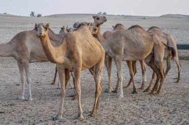 BAE Çöl turistler için deve cazibe