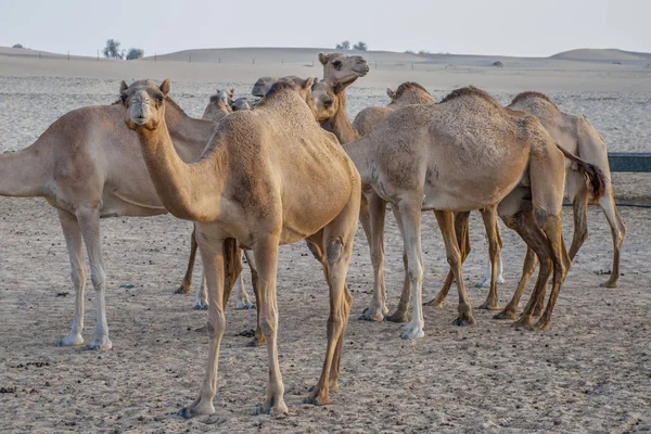 BAE Çöl turistler için deve cazibe