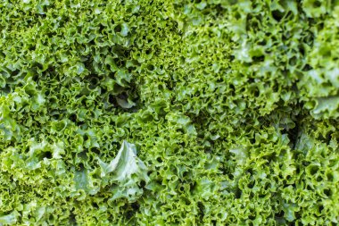 taze salata soyut meyve renkli desen doku arka plan