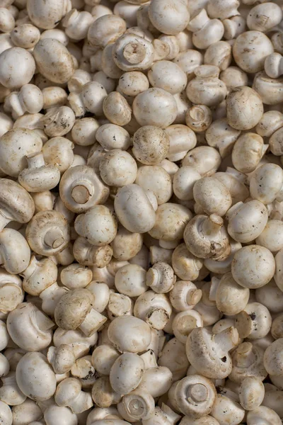 taze Champignon mantar meyve renkli desen doku arka plan soyut