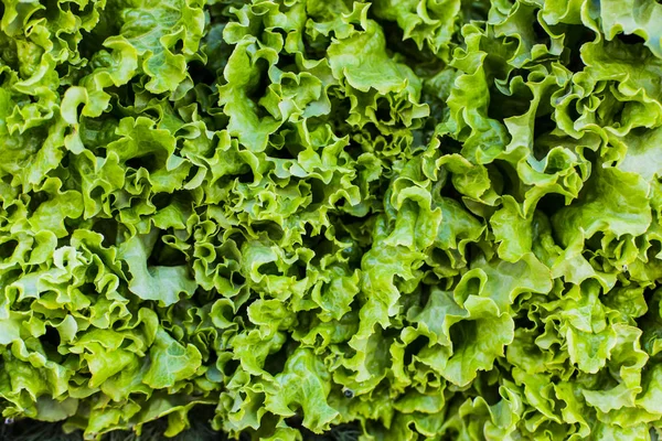 taze yeşil salata soyut meyve renkli desen doku arka plan