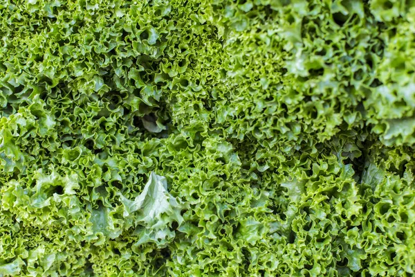 taze salata soyut meyve renkli desen doku arka plan