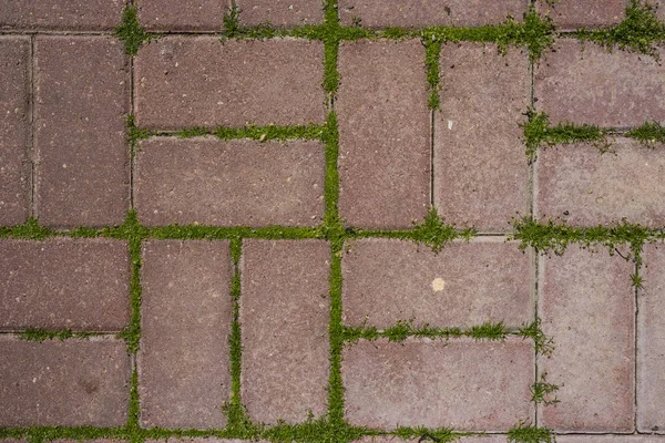 Çim Zemin kaldırım yol soyut desen doku zemin üzerine kırmızı beton kiremit