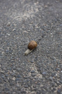 Salyangoz asfalt yolda kaynıyor. Bordo salyangoz, sarmal, Roma salyangoz, yenilebilir salyangoz veya yakın çekim shot sürünerek salyangoz