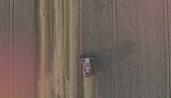 agricultural work combine harvester removes grain or wheat in the field. drone shot at sunset
