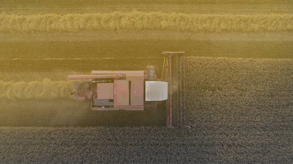 agricultural work combine harvester removes grain or wheat in the field. quadrocopter shot at sunset