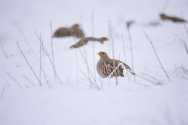 Grey partridge Perdix, also known as the English partridge, Hungarian partridge, or hun on the snow in winter clipart