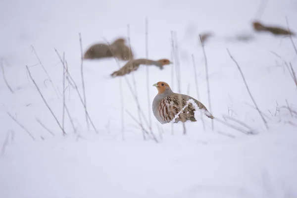 Šedý partridge Perdix, také známý jako anglický partridge, maďarský Koroptev nebo hun na sněhu v zimě — Stock fotografie