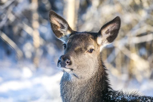 在雪山上的成年雌性红鹿。欧洲野生动物景观与鹿鹿马鹿。在白杨森林背景下, 孤独鹿 Cervidae 的画像。鹿在自然栖所 — 图库照片