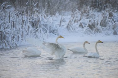 Beautiful white whooping swans swimming in the winter lake. The place of wintering of swans clipart