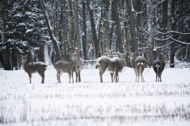 Geyik, Cervus nippon dybowski, Dybowskis sika geyiği veya Mançurya sika geyiği grubudur. Kış çayır üzerinde aile