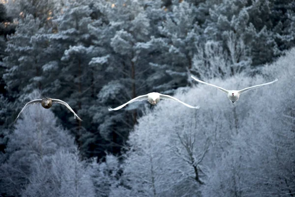 Forest background. Flying swan. White swan. Nature background.