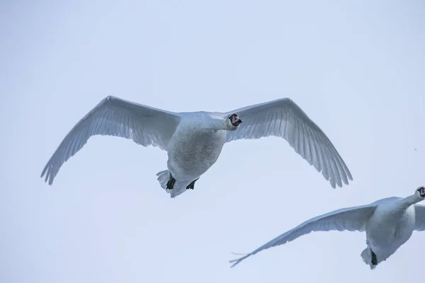 Flying swan close up. White swan. Nature background.