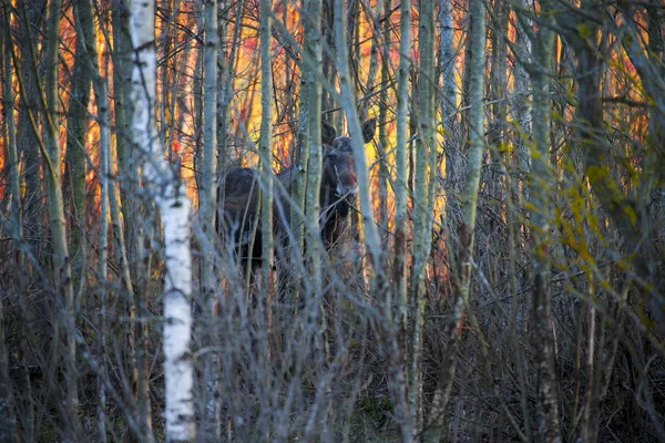 moose bull at sunset in forest. moose with orange red sky. moose contour.