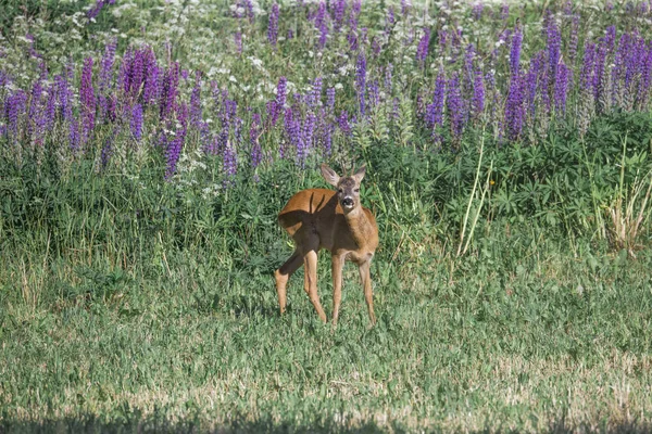 Avrupa Karaca Capreolus capreolus güneşli gün yaz çiçek arka plan çayır üzerinde
