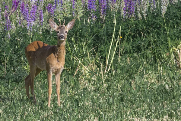 Avrupa Karaca Capreolus capreolus yaz çiçek arka plan çayır üzerinde