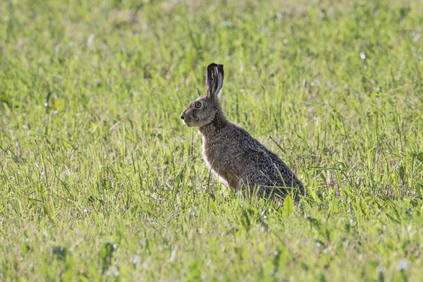 灰色剪影野兔坐在清除绿色草 — 图库照片