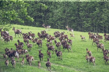 Alfa moufflons alanın üzerine çalışan. dikkat kavramı