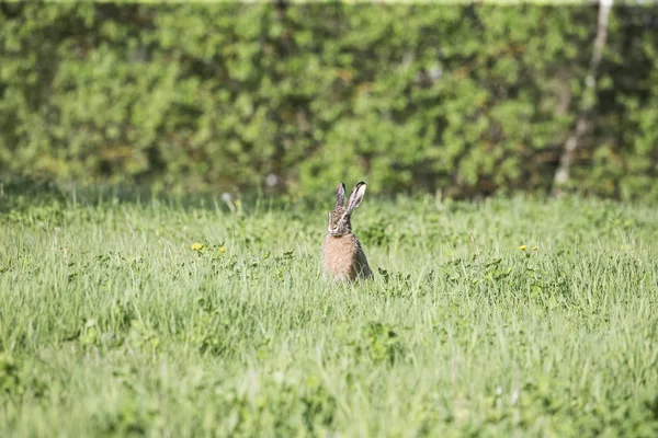 野生野兔兔刺猬的绿色背景特写. — 图库照片