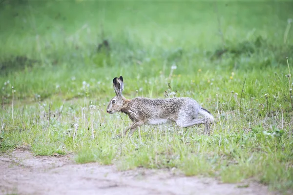 欧洲野兔兔刺猬在其自然栖息地运行 — 图库照片