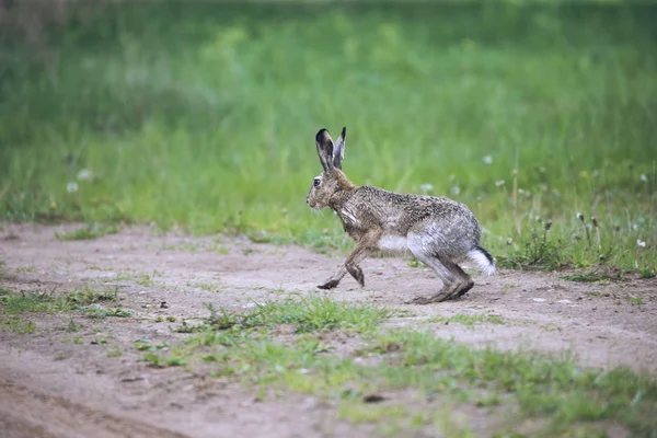 欧洲野兔兔刺猬在栖息地奔跑 — 图库照片