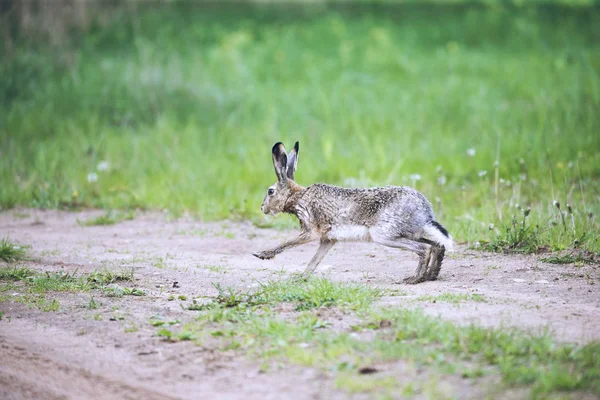 欧洲野兔兔刺猬在其自然栖息地特写中奔跑 — 图库照片