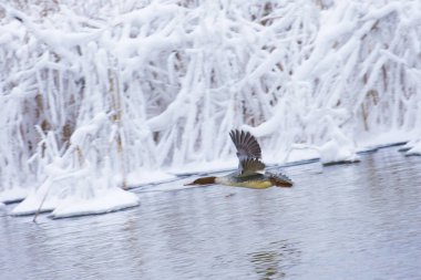 ördek bir kış Göl su üzerinde uçan.