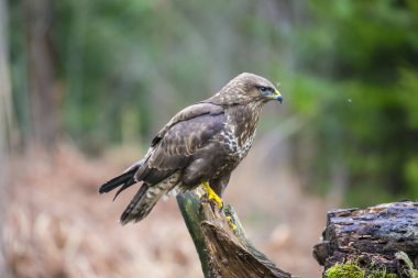Predator şahin yiyecek bulmak bir şube oturur