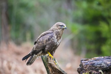 Predator şahin yiyecek bulmak bir şube oturur