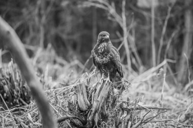 siyah ve beyaz bir sonbahar ormandaki bir güdük şahin oturur