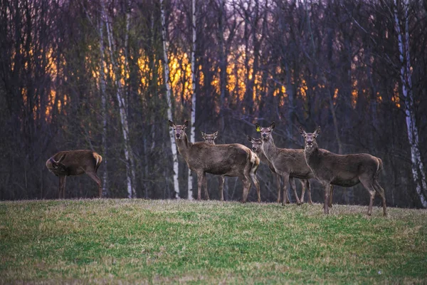 秋の夕日の森を背景に鹿の家族 — ストック写真
