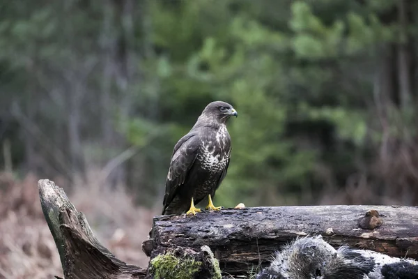 A predator buzzard sits on a fallen tree — Stock Photo, Image
