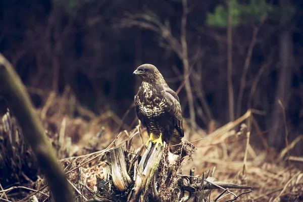 Pássaro buzzard senta-se em um toco em uma floresta de outono — Fotografia de Stock