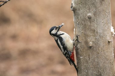 Büyük benekli ağaçkakan Dendrocopos oturan büyük ağaç düşmek
