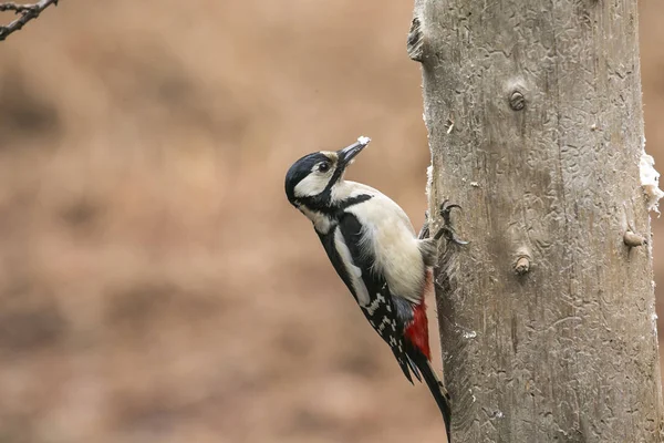 Büyük benekli ağaçkakan Dendrocopos oturan büyük ağaç düşmek