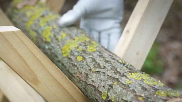 Scies à bois en vêtements de travail et gants Grumes de pin avec mousse en forêt avec scie — Video