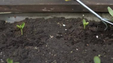 Bahçıvan bahçedeki otları çapayla temizler, fidanları gevşetir.