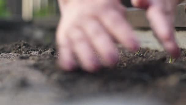 Kadın bahçıvanın ellerini kapayın. Tohumları toprağa gömün. — Stok video