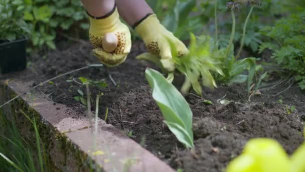 Bahçıvan bahçedeki otları tırmıkla temizler, fidanları gevşetir. — Stok video