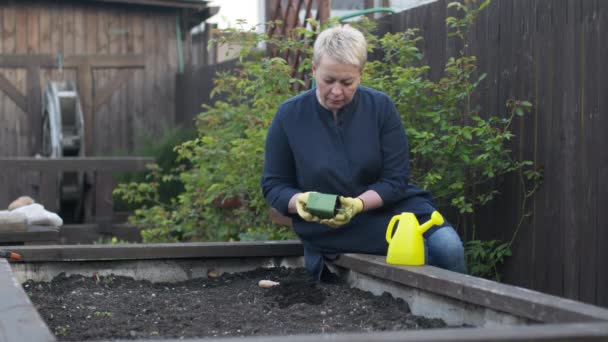 Pekebun wanita cantik menanam kembali tanaman lada muda dari pot ke tanah kebun — Stok Video