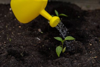 Sarı sulama kutusundan bahçedeki toprağı suluyor.