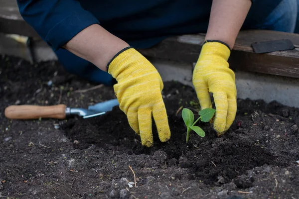 Fechar as mãos femininas em luvas amarelas plantar pequena planta, trabalhando no jardim — Fotografia de Stock