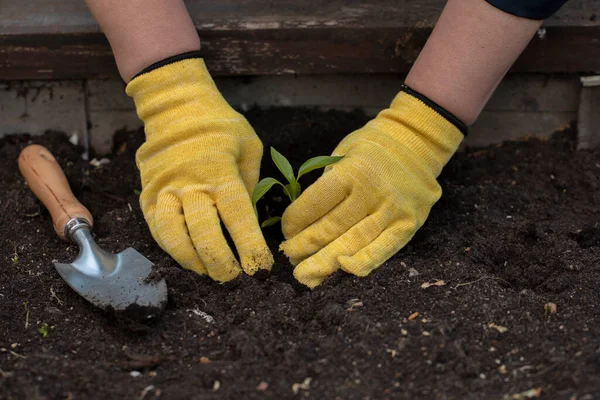 Vista de cerca de los jardineros con guantes manos plantando una pequeña planta joven en el jardín — Foto de Stock