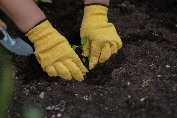 Guantes manos de granjeros trasplantando plántulas de pimienta en la cama en suelo de jardín — Foto de Stock