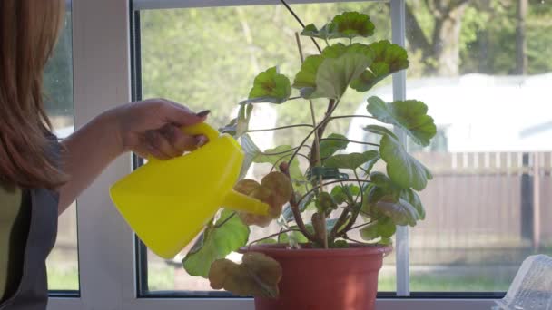 Närbild kvinnlig trädgårdsmästare vattna växt geranium i blomkruka. Trädgårdsskötsel — Stockvideo